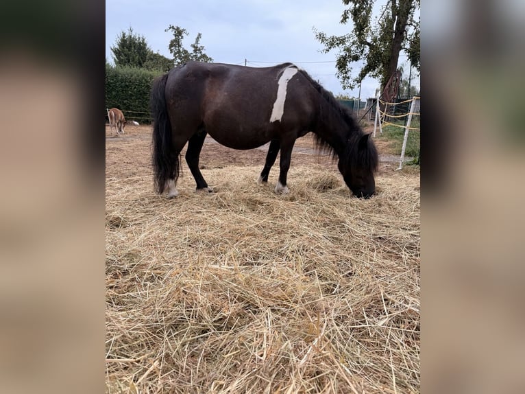 Ponis Shetland Yegua 6 años 86 cm Negro in Grimma