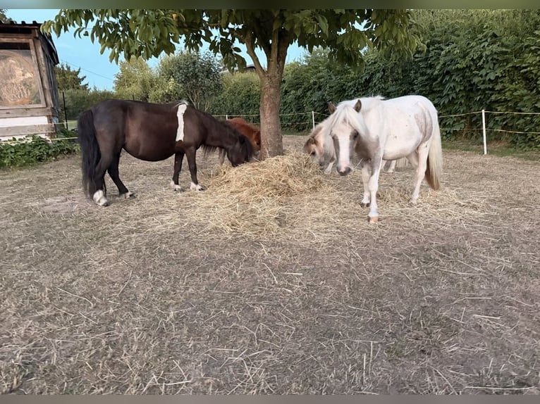 Ponis Shetland Yegua 6 años 86 cm Negro in Grimma