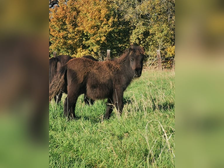 Ponis Shetland Yegua 6 años 90 cm Negro in Vienenburg