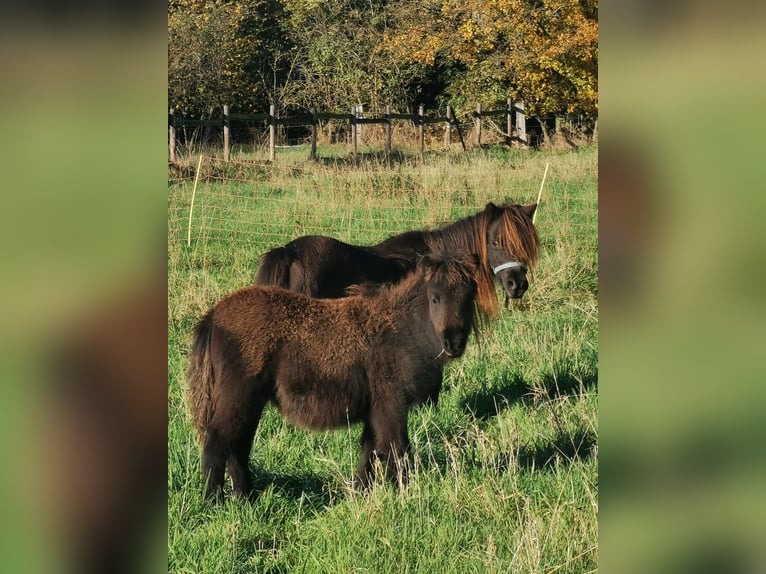 Ponis Shetland Yegua 6 años 90 cm Negro in Vienenburg