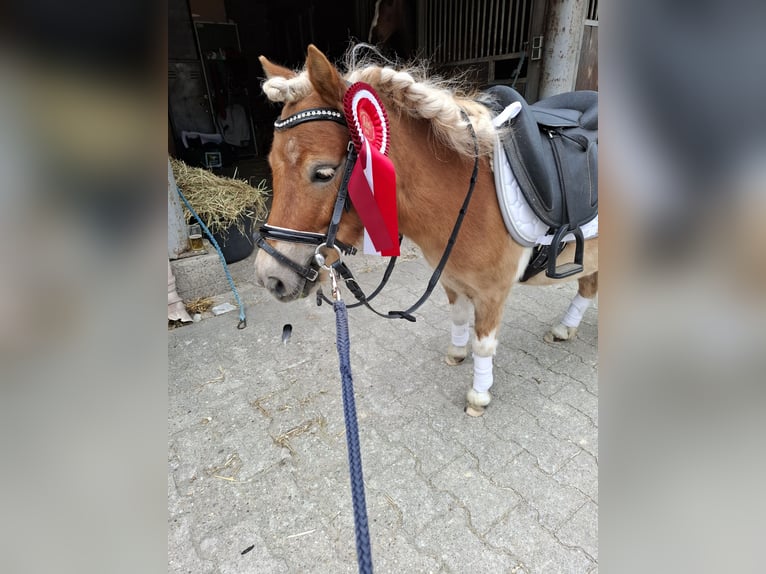 Ponis Shetland Yegua 6 años 93 cm Pío in Herten