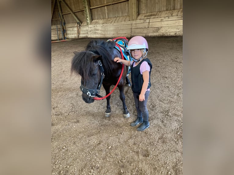 Ponis Shetland Yegua 7 años 102 cm Negro in Weichering