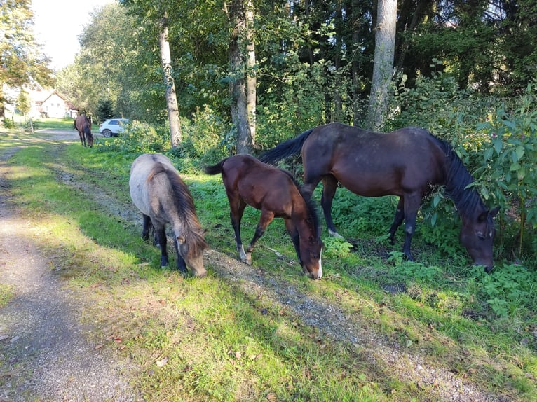 Ponis Shetland Yegua 7 años 103 cm Buckskin/Bayo in St.Stefan