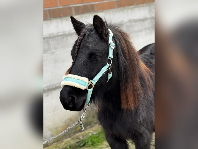 Ponis Shetland Yegua 7 años 104 cm Negro in Gelterkinden