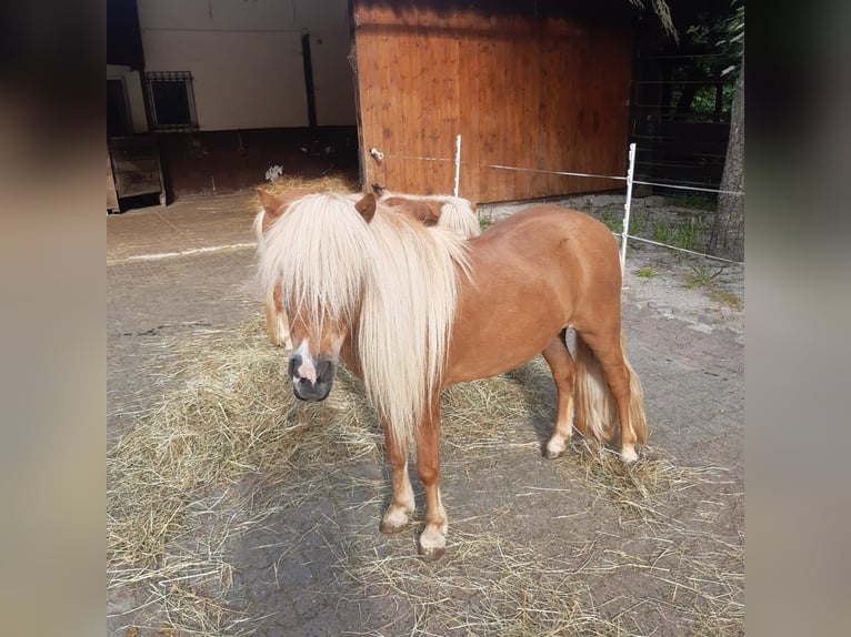 Ponis Shetland Yegua 7 años 105 cm Alazán in Wehrheim