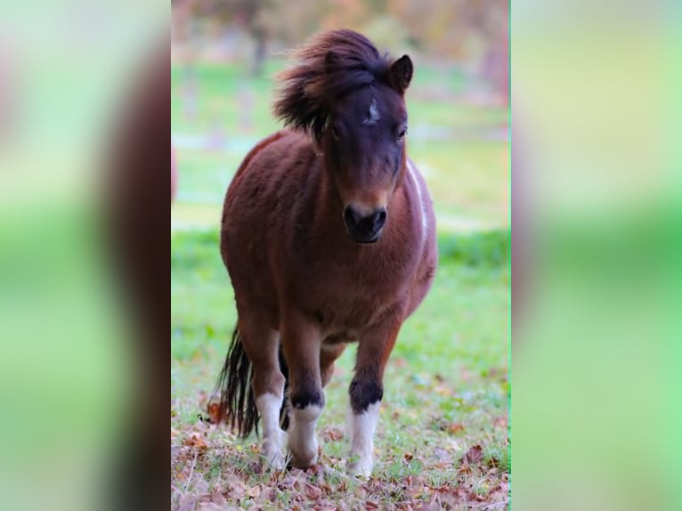 Ponis Shetland Yegua 7 años 105 cm Pío in Rimbach