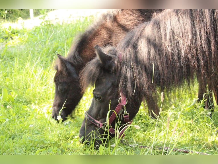 Ponis Shetland Yegua 7 años 106 cm Negro in Dransfeld