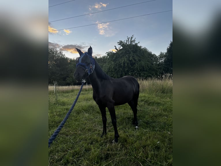 Ponis Shetland Yegua 7 años 107 cm Negro in Dernbach (Westerwald)