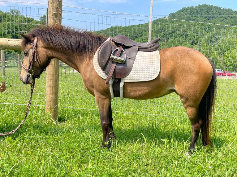 Ponis Shetland Yegua 7 años 109 cm Buckskin/Bayo in Paris KY