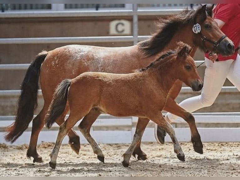 Ponis Shetland Yegua 7 años 112 cm Atigrado/Moteado in Marsberg