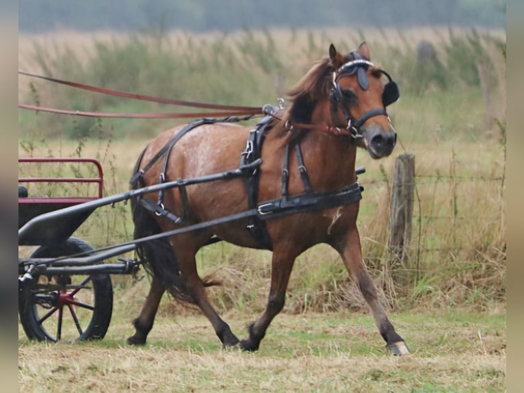 Ponis Shetland Yegua 7 años 112 cm Atigrado/Moteado in Marsberg