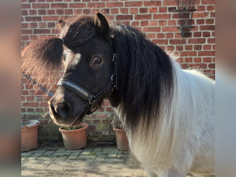 Ponis Shetland Yegua 7 años 87 cm Pío in Otterndorf