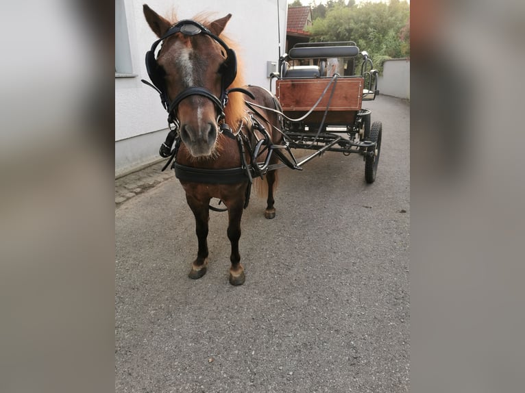 Ponis Shetland Yegua 7 años 90 cm Alazán-tostado in St. Martin / Karlsbach