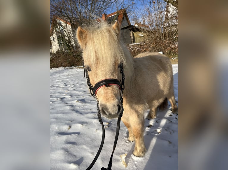 Ponis Shetland Yegua 7 años 91 cm Palomino in Bünde