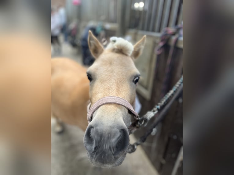 Ponis Shetland Yegua 7 años 91 cm Palomino in Bünde