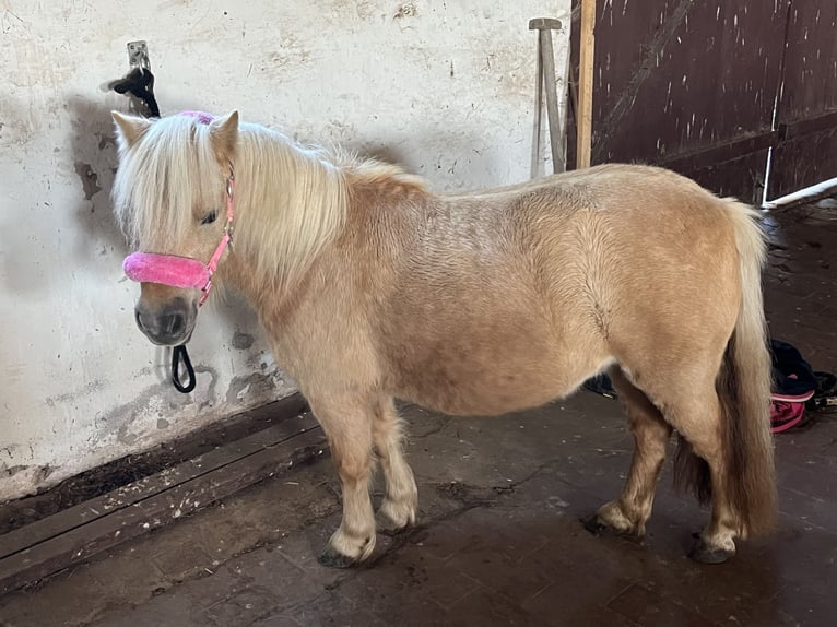Ponis Shetland Yegua 7 años 91 cm Palomino in Bünde