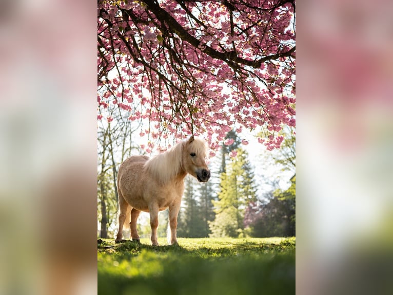 Ponis Shetland Yegua 7 años 91 cm Palomino in Bünde
