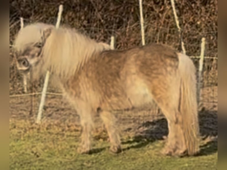 Ponis Shetland Yegua 8 años 104 cm  in Elsdorf-Westermühlen