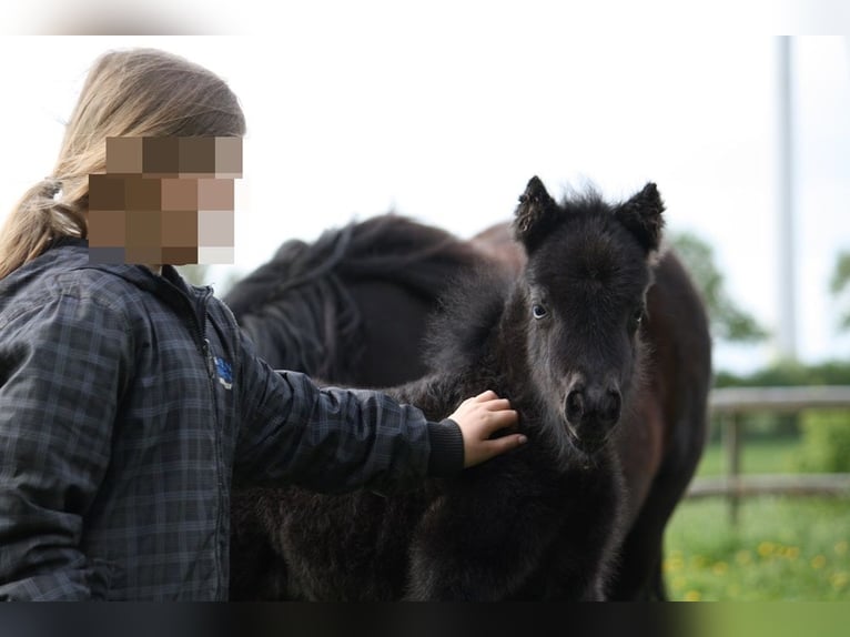 Ponis Shetland Yegua 8 años 104 cm Negro in Neumünster