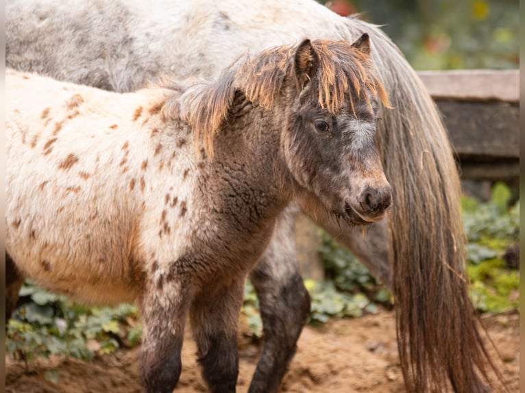 Ponis Shetland Yegua 8 años 105 cm Atigrado/Moteado in Bruchsal