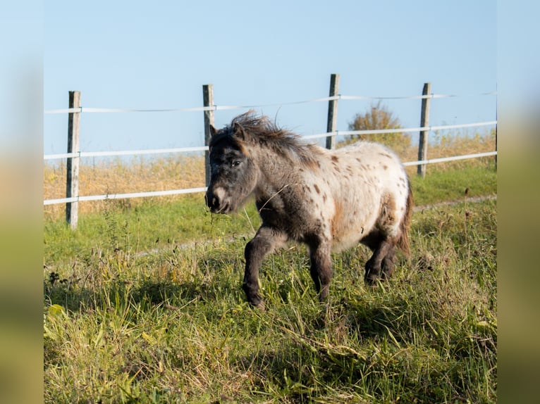 Ponis Shetland Yegua 8 años 105 cm Atigrado/Moteado in Bruchsal