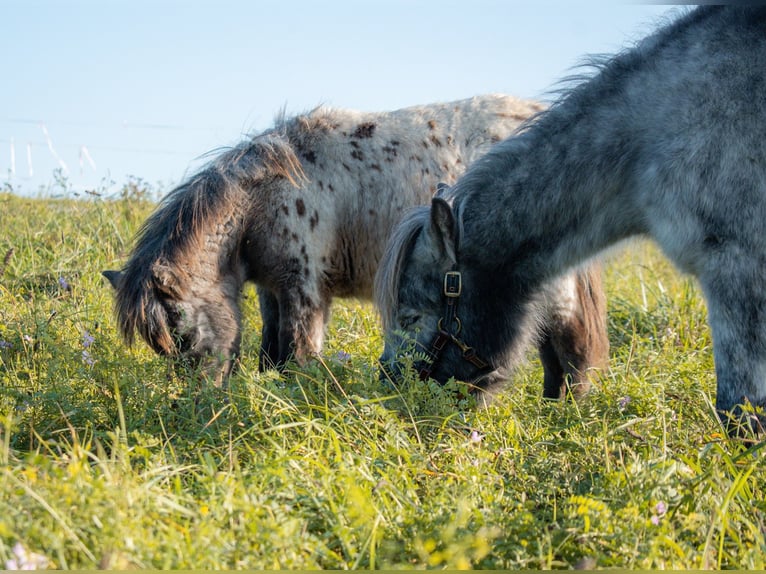 Ponis Shetland Yegua 8 años 105 cm Atigrado/Moteado in Bruchsal