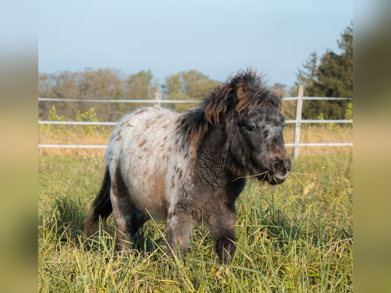 Ponis Shetland Yegua 8 años 105 cm Atigrado/Moteado in Bruchsal