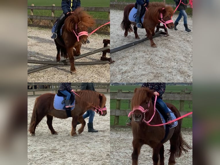 Ponis Shetland Yegua 8 años 106 cm Alazán-tostado in Berltsum