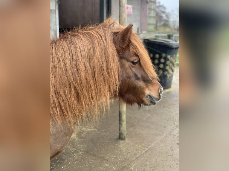 Ponis Shetland Yegua 8 años 106 cm Alazán-tostado in Berltsum