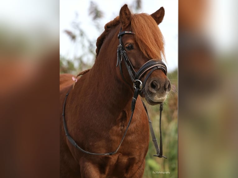 Ponis Shetland Yegua 8 años 106 cm Alazán-tostado in Berltsum