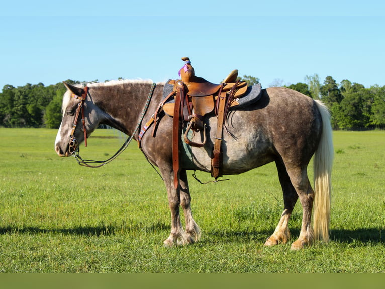 Ponis Shetland Yegua 8 años 112 cm in Wells, TX