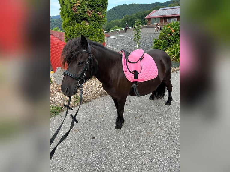 Ponis Shetland Yegua 8 años 115 cm Negro in linz
