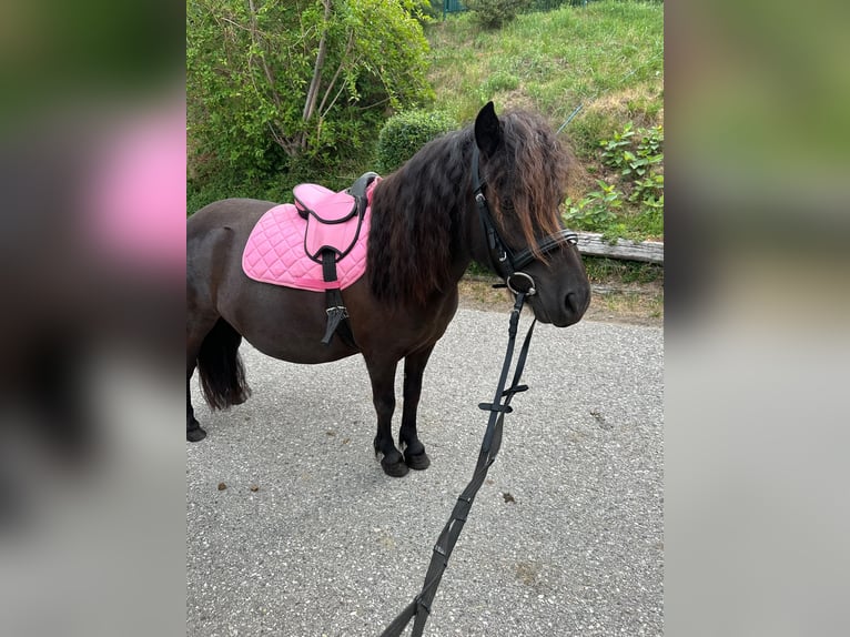 Ponis Shetland Yegua 8 años 115 cm Negro in linz