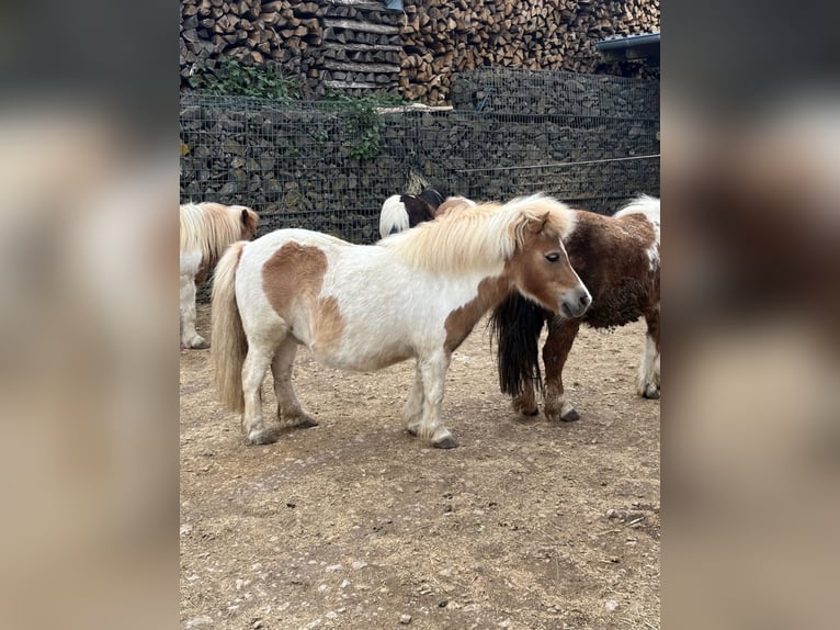 Ponis Shetland Yegua 8 años 90 cm  in Daleiden
