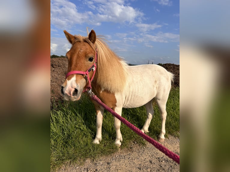 Ponis Shetland Yegua 8 años 92 cm Pío in Bedburg