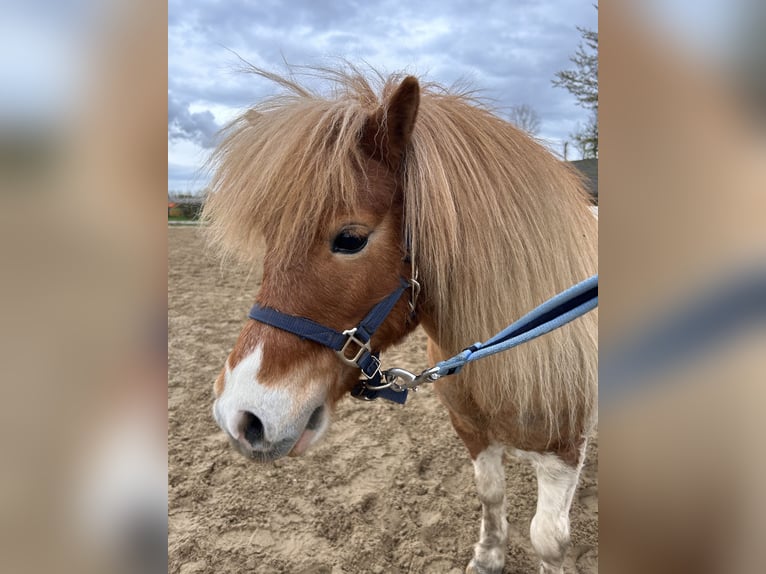 Ponis Shetland Yegua 8 años 92 cm Pío in Bedburg