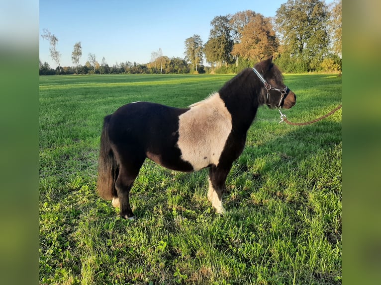 Ponis Shetland Yegua 8 años 97 cm Pío in Riekenbostel