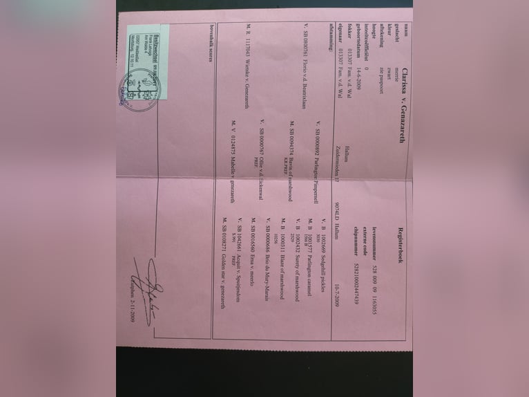 Ponis Shetland Yegua 8 años Alazán in Emmeloord