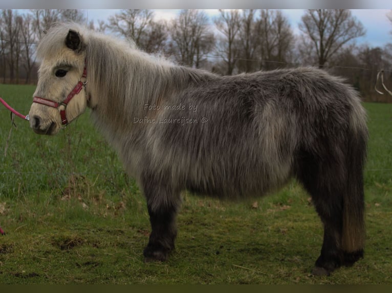 Ponis Shetland Yegua 8 años in Boxtel