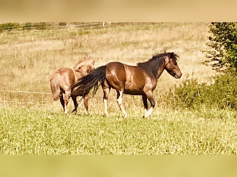 Ponis Shetland Yegua 8 años Castaño oscuro in Zethau