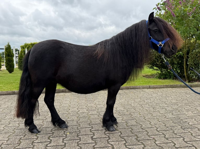 Ponis Shetland Yegua 8 años Negro in Nordwalde