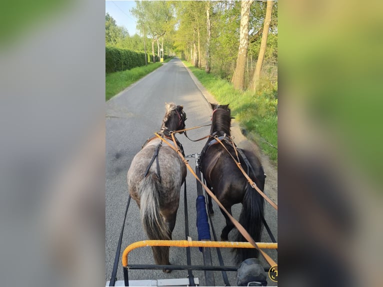 Ponis Shetland Yegua 9 años 100 cm in Gronau (Westfalen)