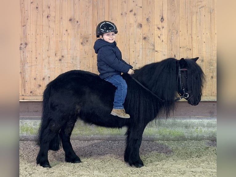 Ponis Shetland Yegua 9 años 100 cm Negro in Riedlingen