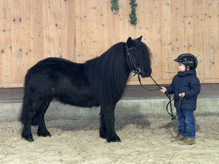 Ponis Shetland Yegua 9 años 100 cm Negro in Riedlingen