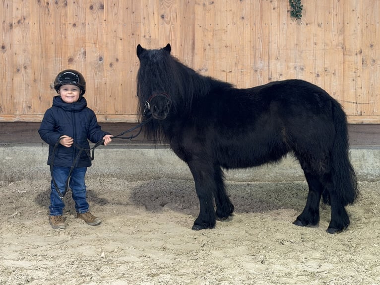 Ponis Shetland Yegua 9 años 100 cm Negro in Riedlingen