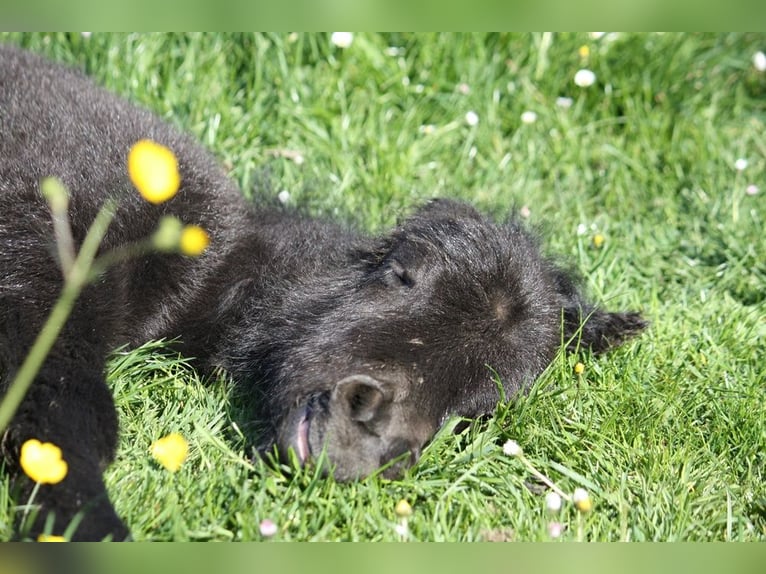 Ponis Shetland Yegua 9 años 104 cm Negro in Neumünster