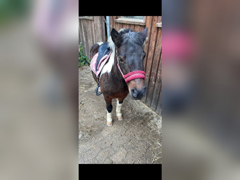 Ponis Shetland Yegua 9 años 105 cm Pío in KirchlengernK