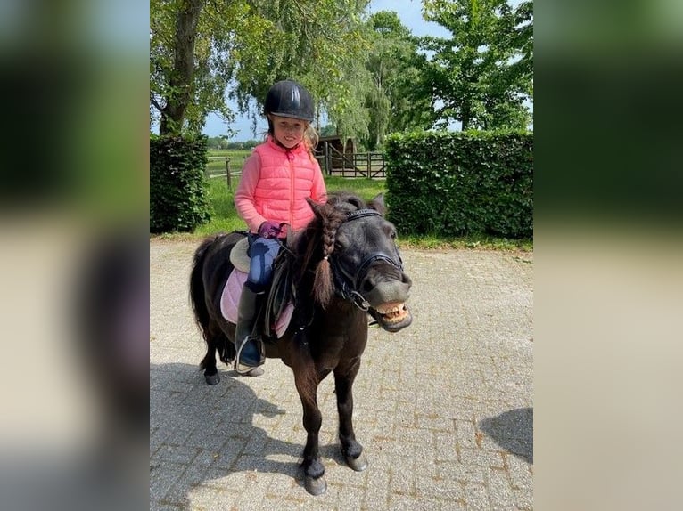 Ponis Shetland Yegua 9 años 106 cm Negro in Ospel