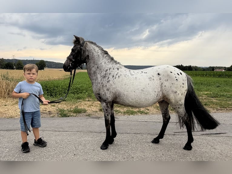 Ponis Shetland Yegua 9 años 110 cm Atigrado/Moteado in Riedlingen