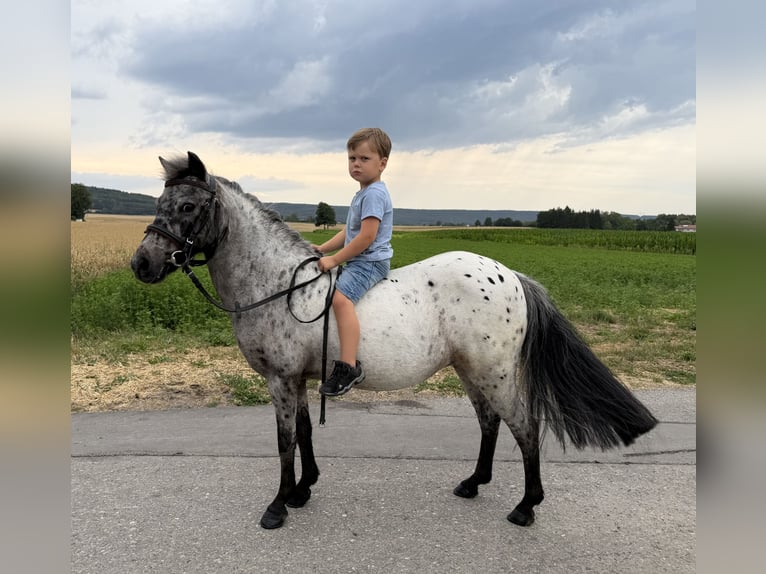 Ponis Shetland Yegua 9 años 110 cm Atigrado/Moteado in Riedlingen